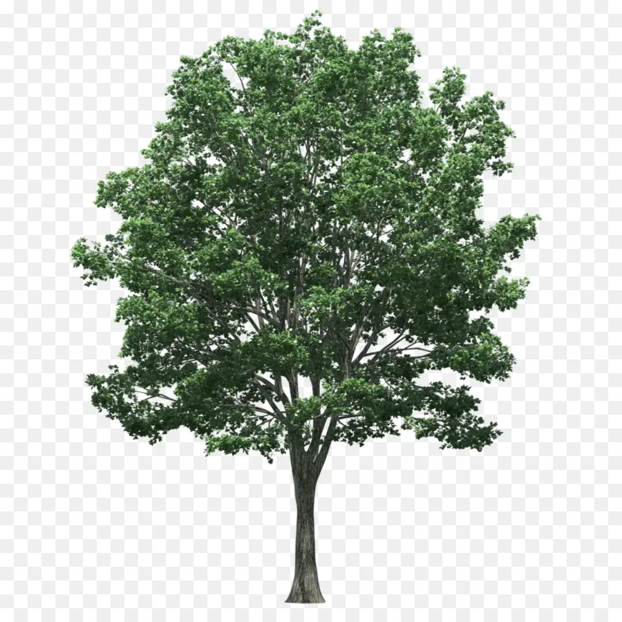 Arbre Vert，Arbre PNG