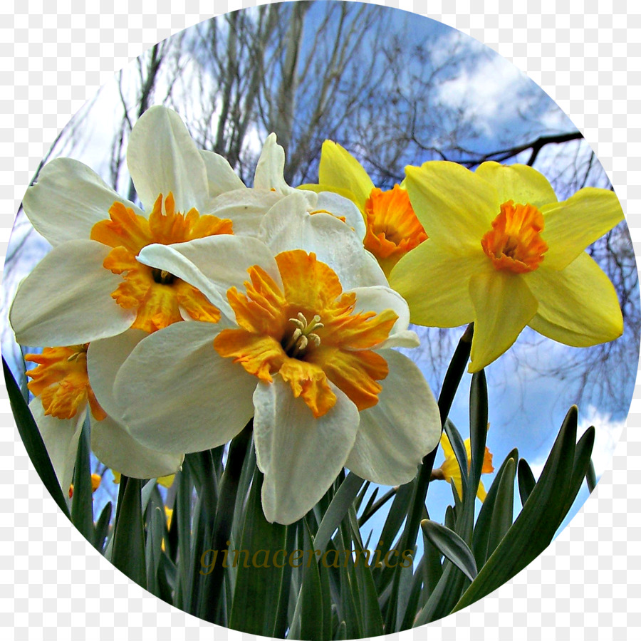 Jonquilles，Printemps PNG