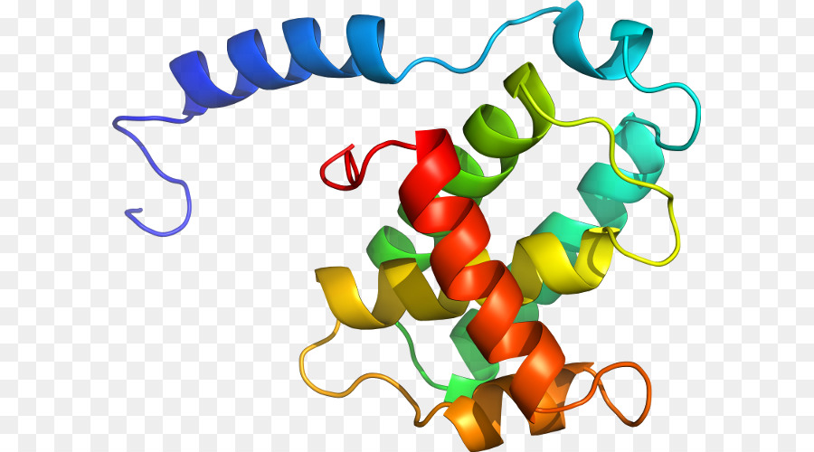 Structure Des Protéines，Biologie PNG