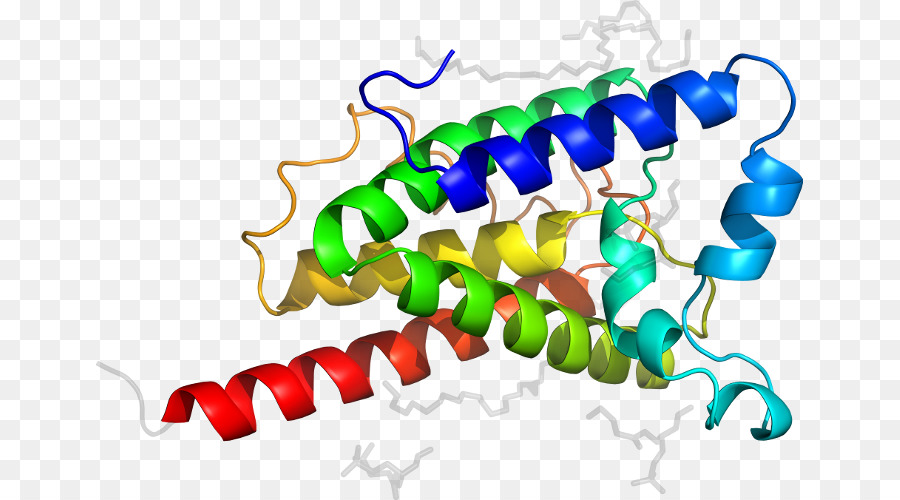 Structure Des Protéines，Biologie PNG