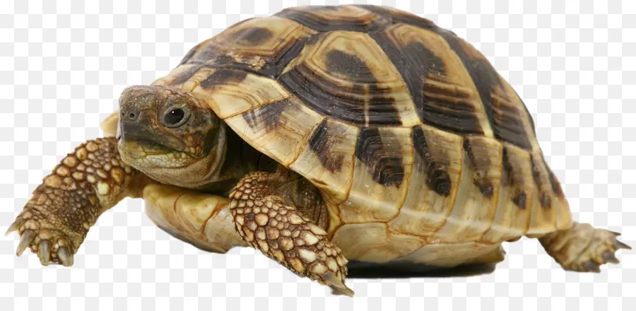 Tortue，Coquille PNG