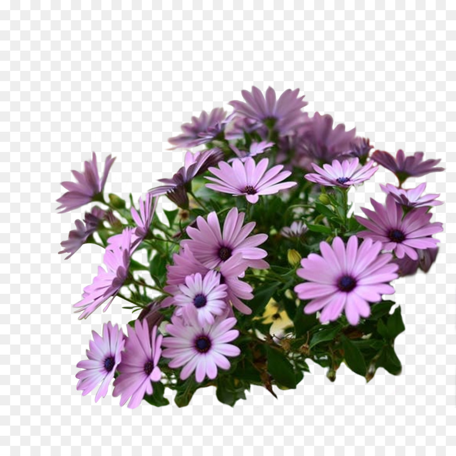 Fleurs Violettes，Fleurir PNG