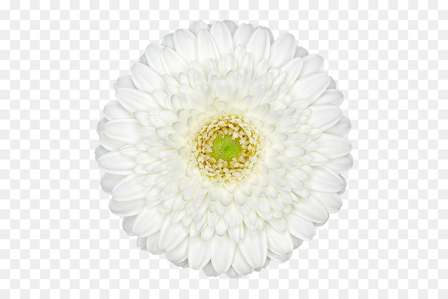 Marguerite Blanche，Marguerite PNG