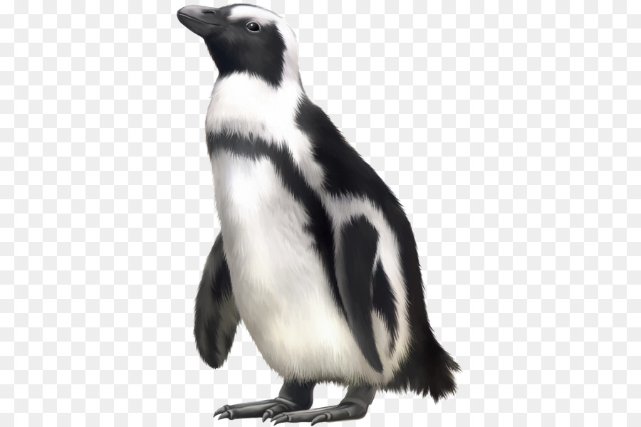 Pingouin，Le Phoque PNG