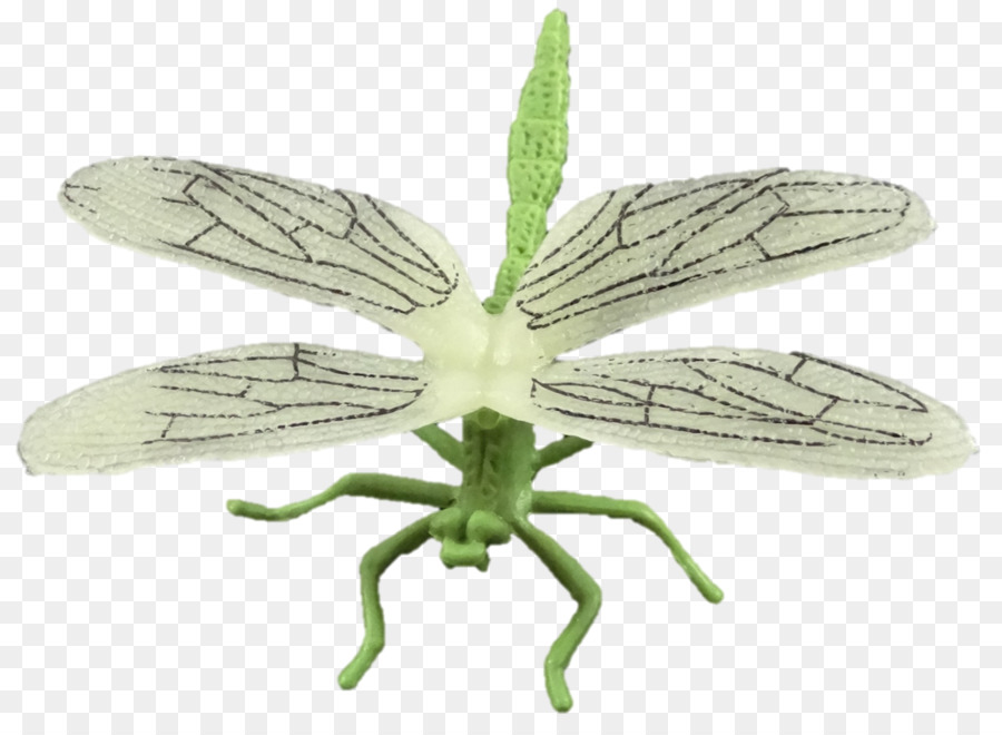 Les Insectes，Netwinged Insectes PNG