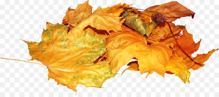 Feuilles D'automne，Automne PNG