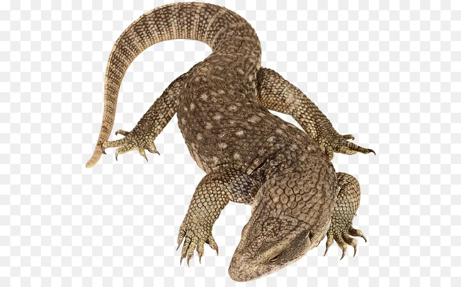 Reptile，Lézard PNG