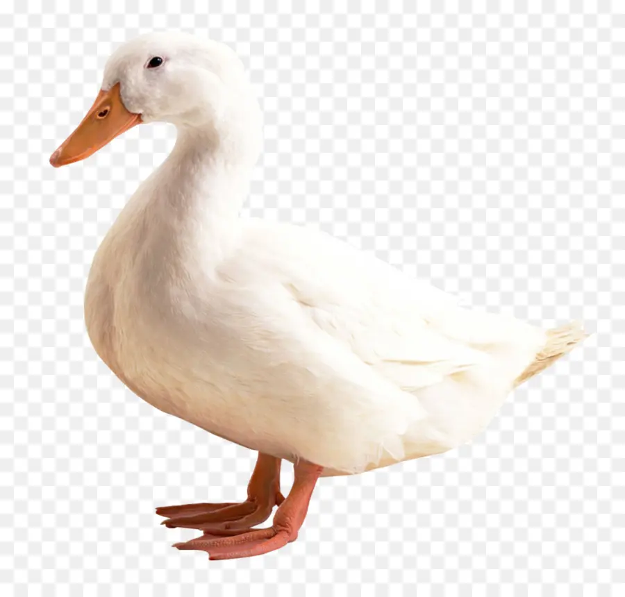 Canard，Oiseau PNG