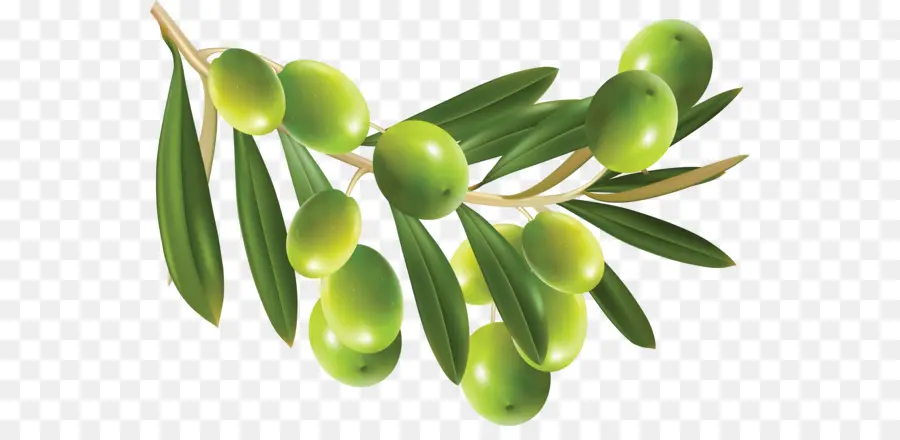 Olive，L Huile D Olive PNG