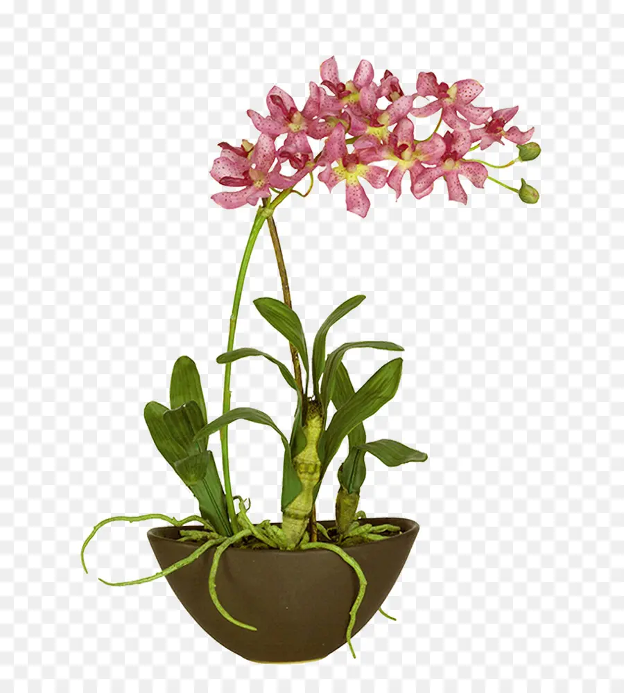 Orchidées，Paysage PNG
