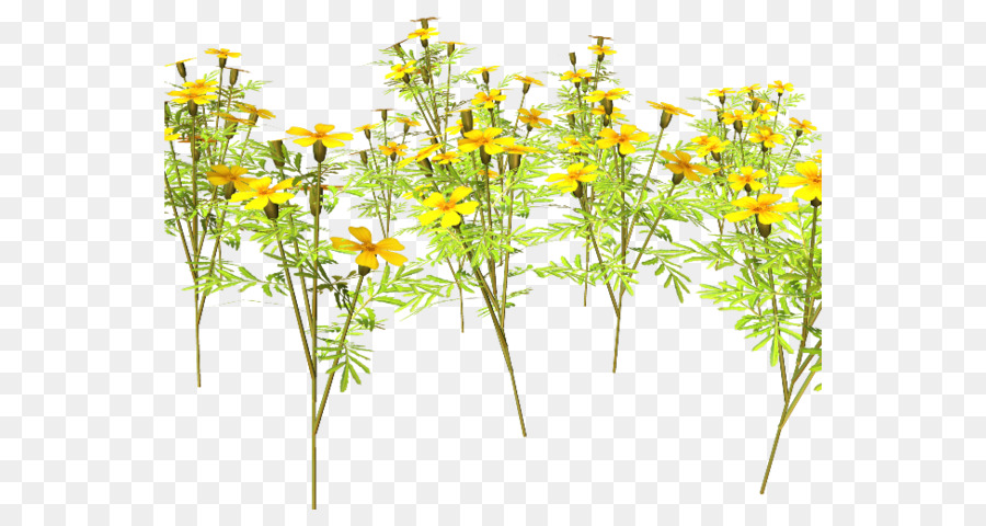 Fleur，Prairie PNG