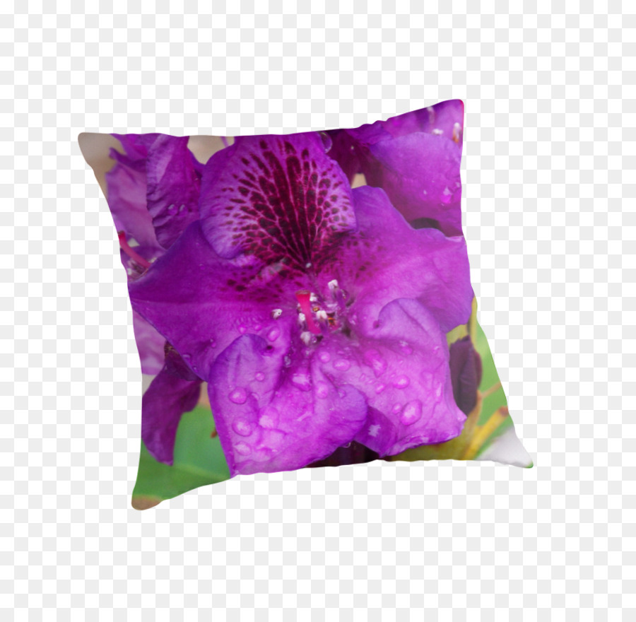 Les Coussins，Coussin PNG