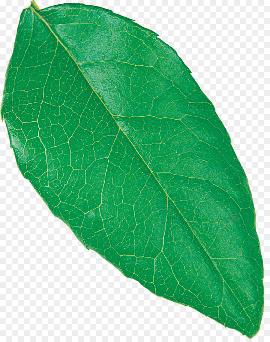 La Pathologie Des Plantes，Feuille PNG