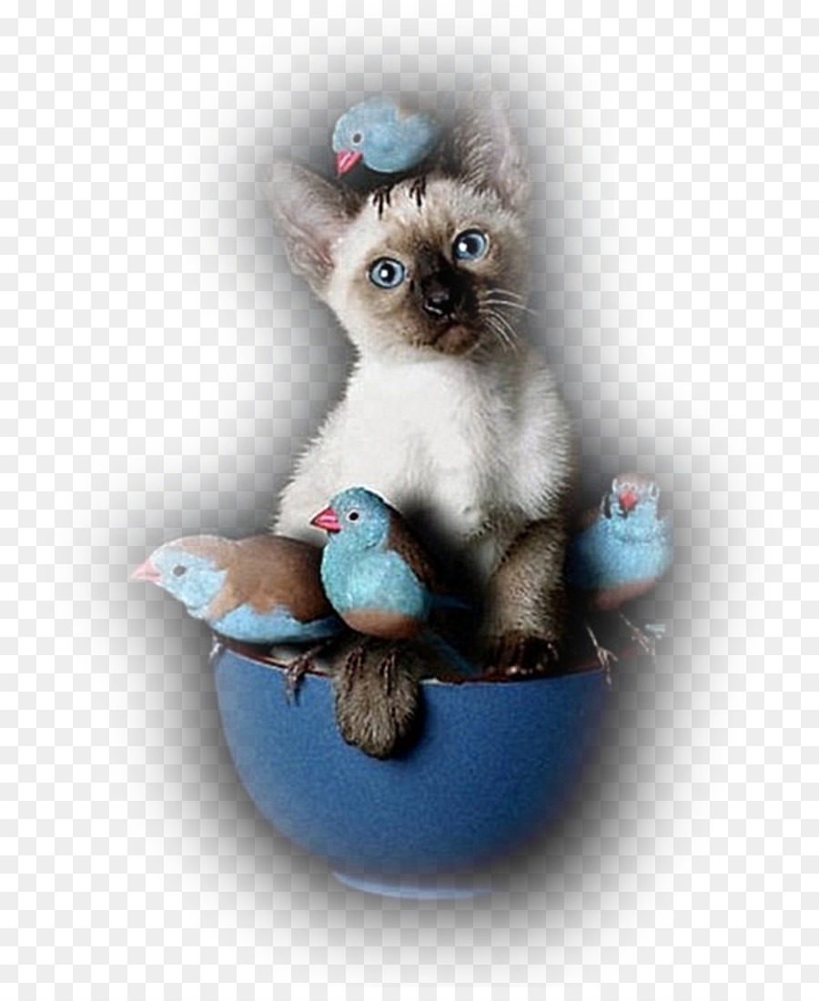 Chat De Nain，Chat Siamois PNG