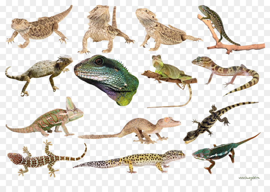 Lézards，Reptiles PNG