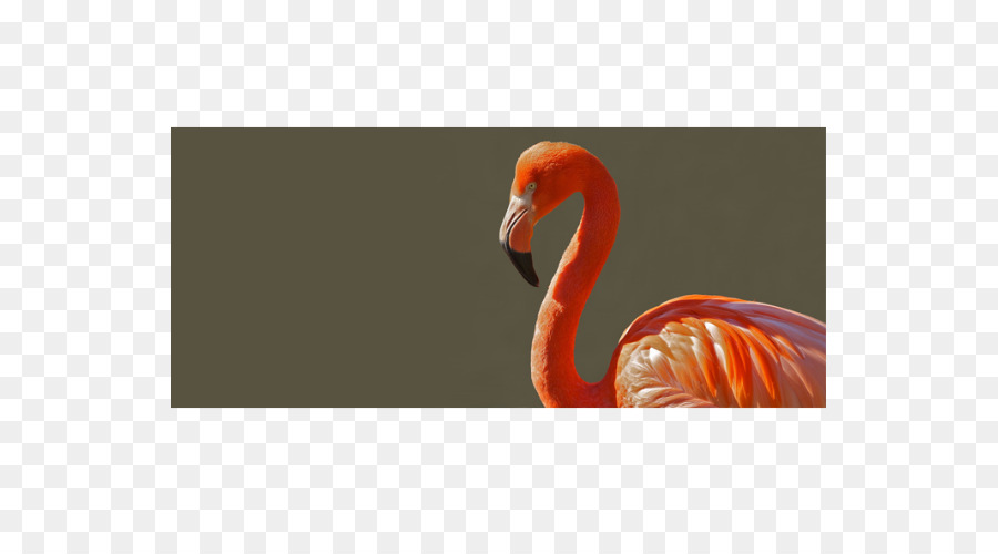 Oiseau，Flamingo PNG