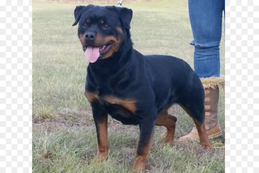 Rottweiler，Pit Bull PNG