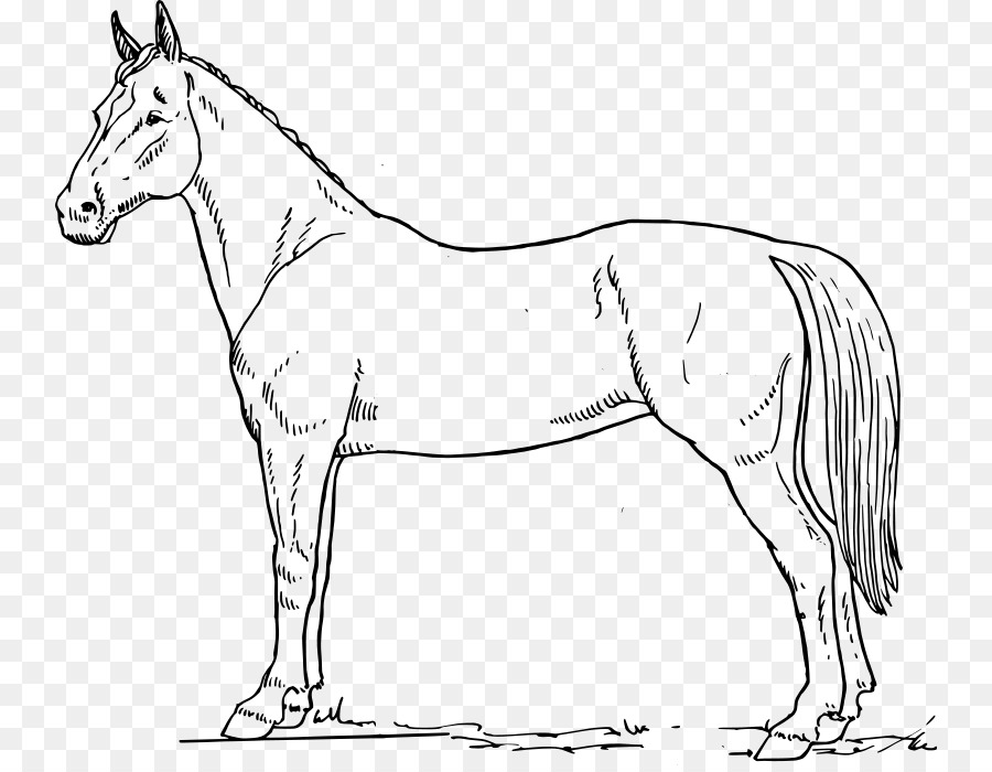 Cheval De Marche Du Tennessee Dessin Noir Et Blanc Png Cheval De Marche Du Tennessee Dessin Noir Et Blanc Transparentes Png Gratuit