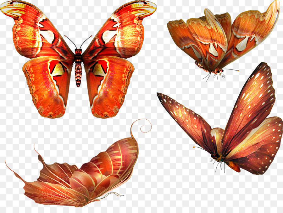 Papillon Chien，Papillon PNG