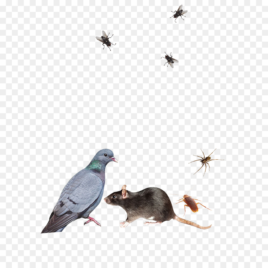 Antiparasitaire，Insecticide PNG