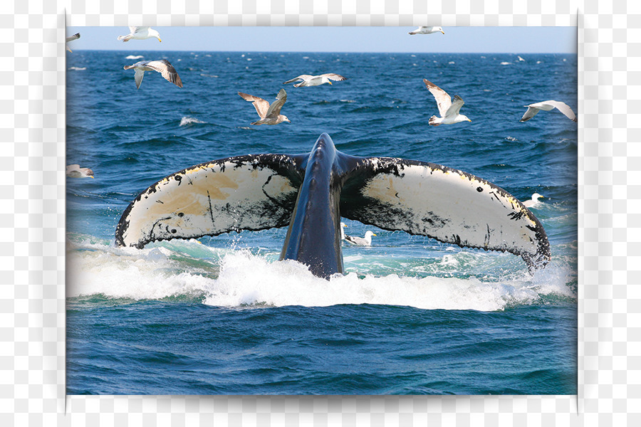Baleine à Bosse，Le Transport De L Eau PNG