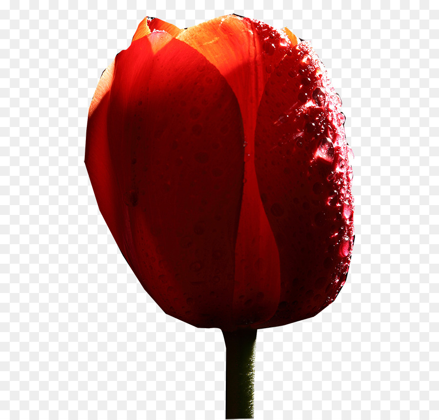 Tulip，La Famille Rose PNG