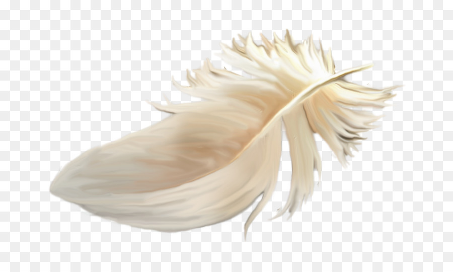 Plume，Dessin PNG