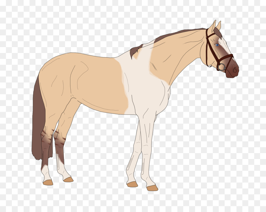 Cheval，équidé PNG