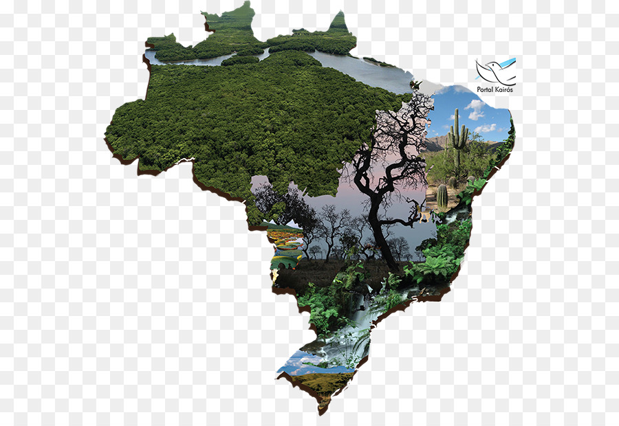 Campagne De Fraternité，Les Biomes Au Brésil PNG