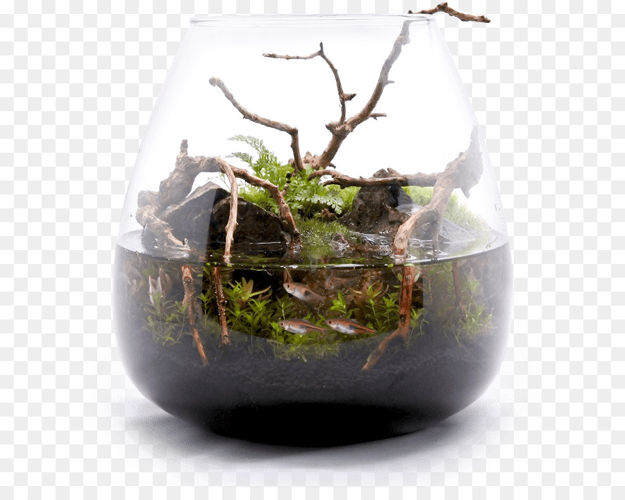 Plante D Intérieur，Moss PNG