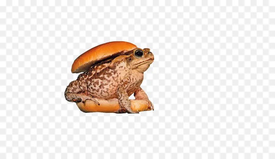 Burger De Crapaud，Grenouille PNG