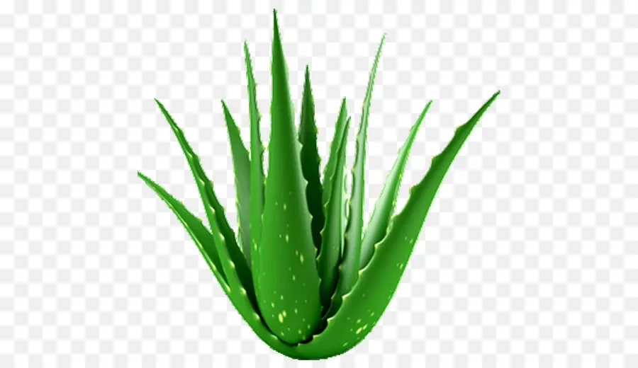 Aloé Véra，Succulent PNG