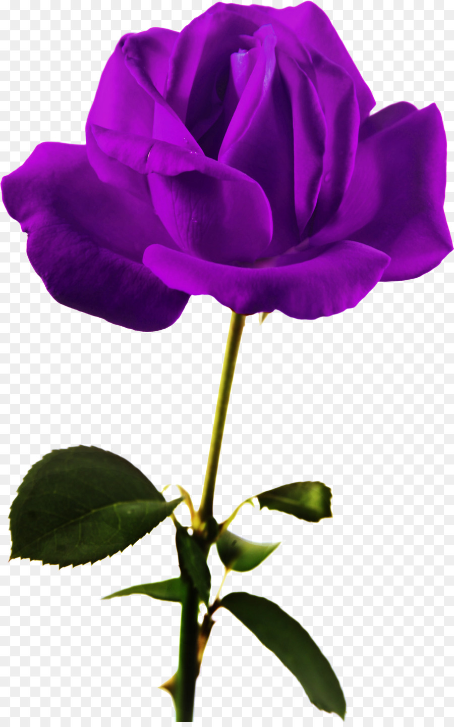 Les Roses De Jardin，Rose De Chine PNG