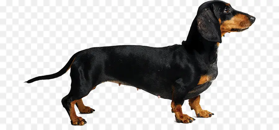 Autrichien Noir Et Feu Hound，Teckel PNG