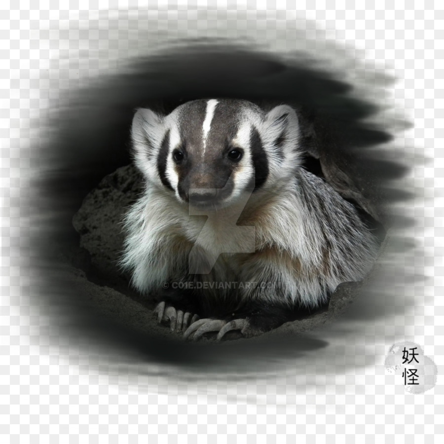 Furet，Blaireau PNG