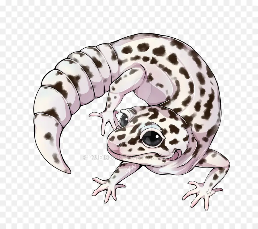 Gecko，Gecko Huppé PNG