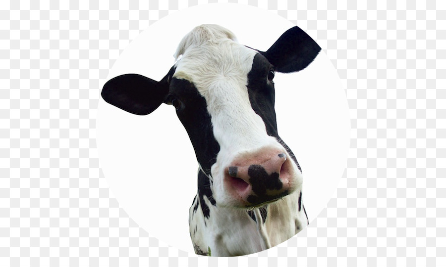 Vache，Bovine PNG