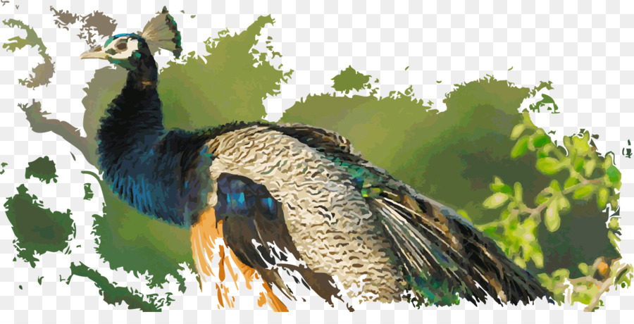 Canard，La Faune PNG