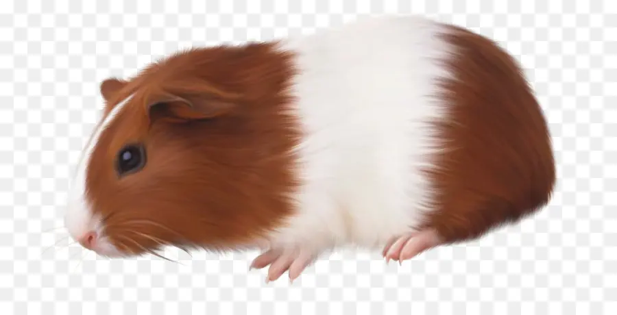 Hamster，Cobaye PNG