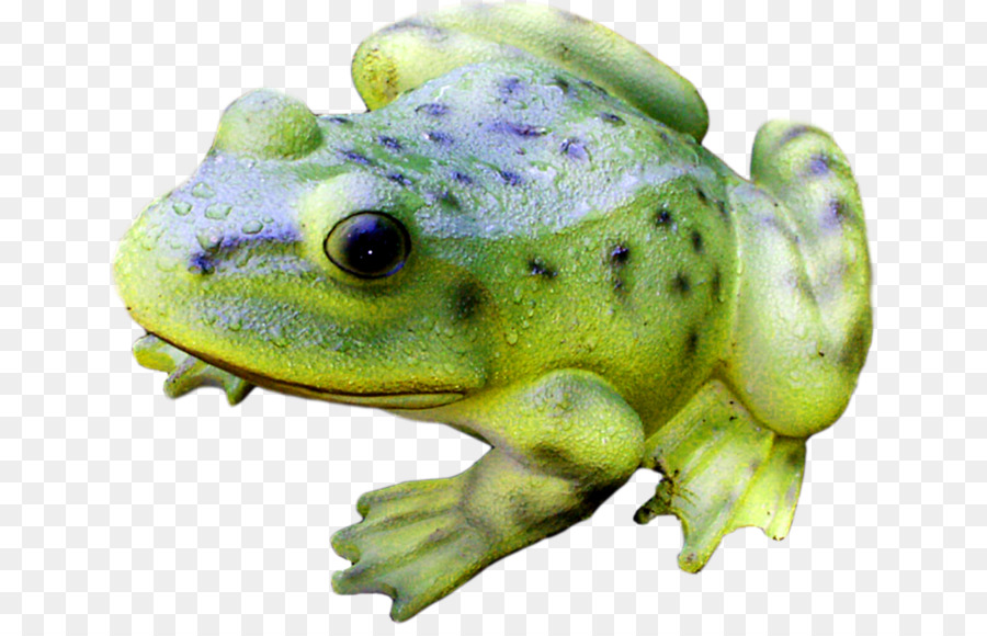 Grenouille Verte，Amphibie PNG