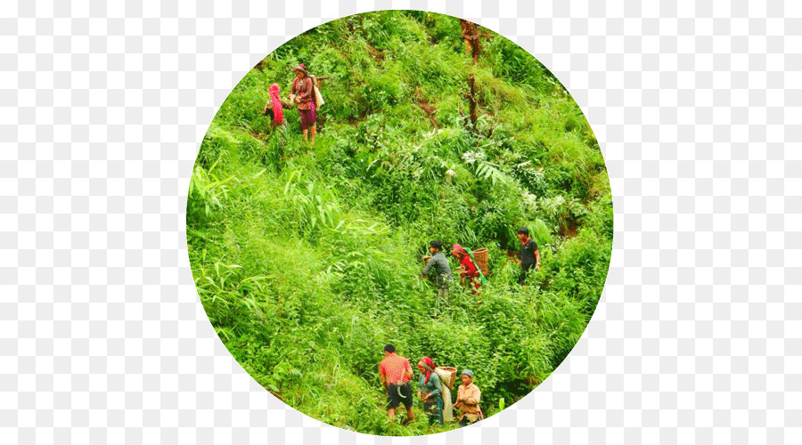 La Végétation，Eden Des Projets De Reforestation PNG
