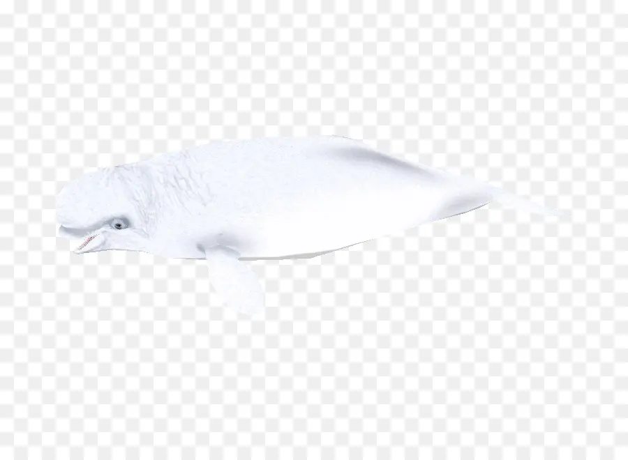 Béluga，Blanc PNG