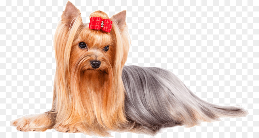 Yorkshire Terrier，Animal De Compagnie PNG