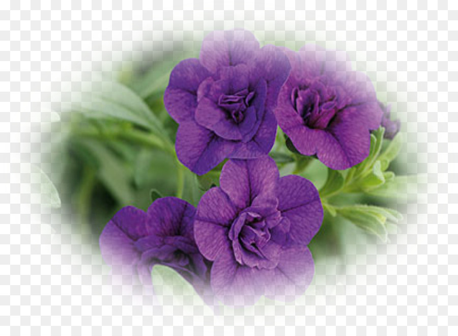 Pétunia Violet，Floraison PNG