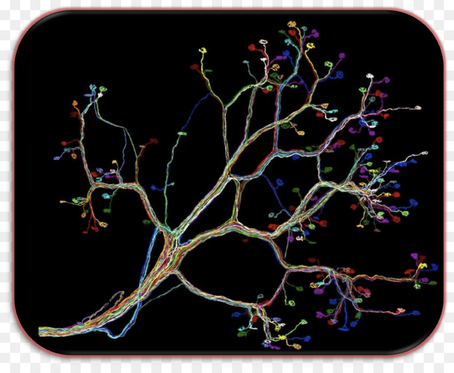 Circuit Neuronal，Neurone PNG