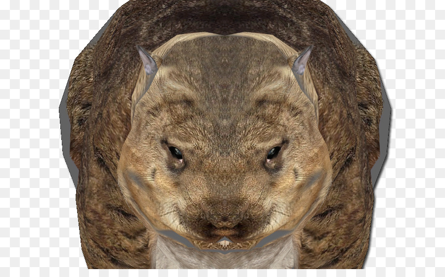 Wombat，Les Rongeurs PNG
