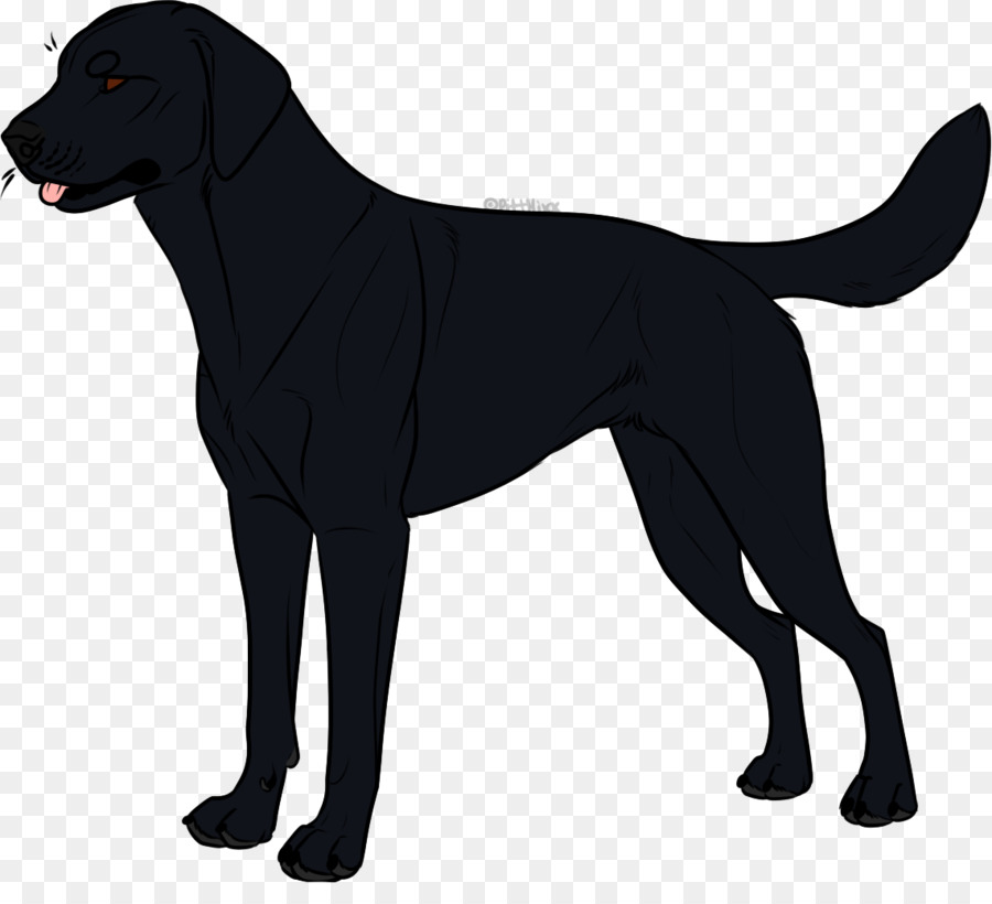 Le Labrador Retriever，Flatcoated Retriever PNG