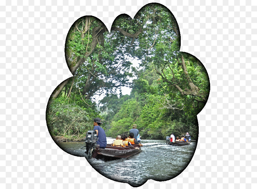 Les Ressources En Eau，Arbre PNG