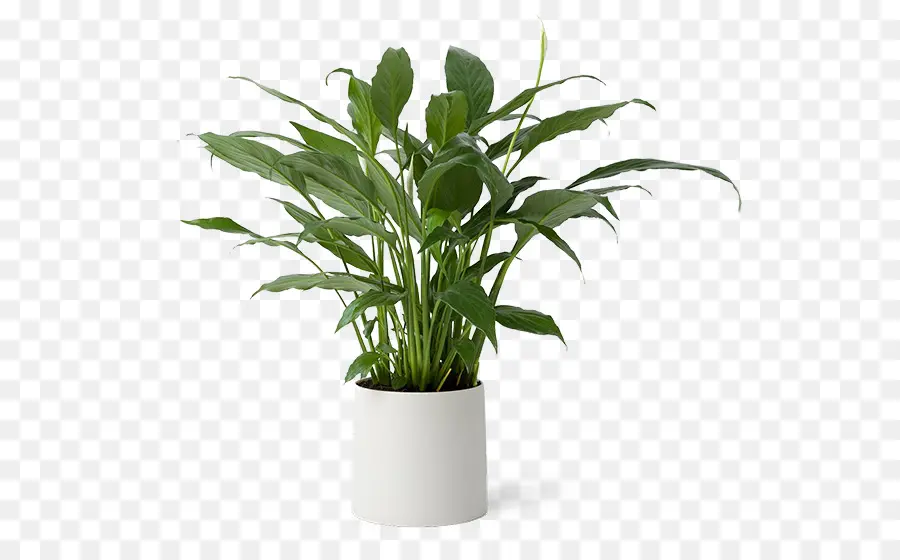 Plante Verte，Pot PNG