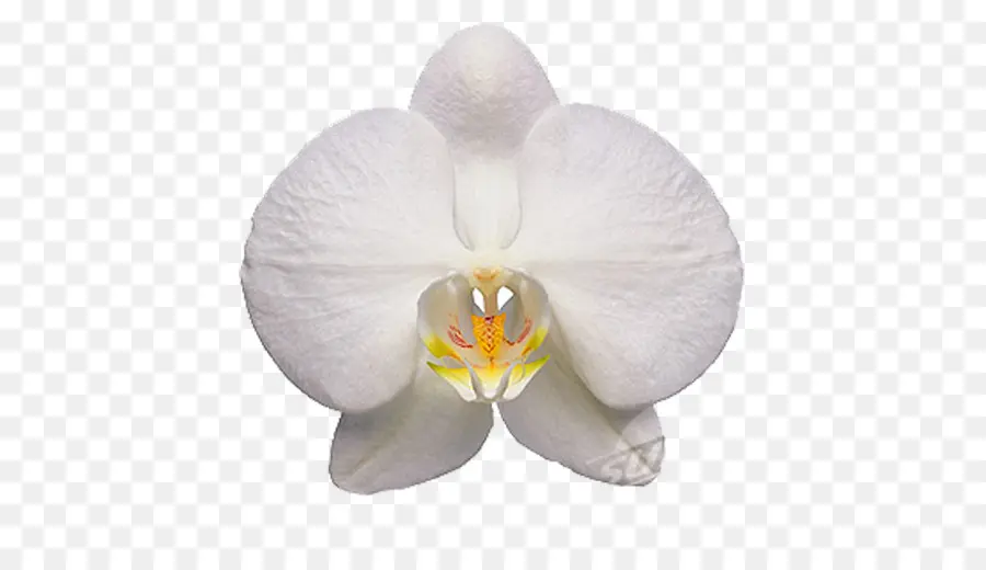 Orchidée，Floraison PNG